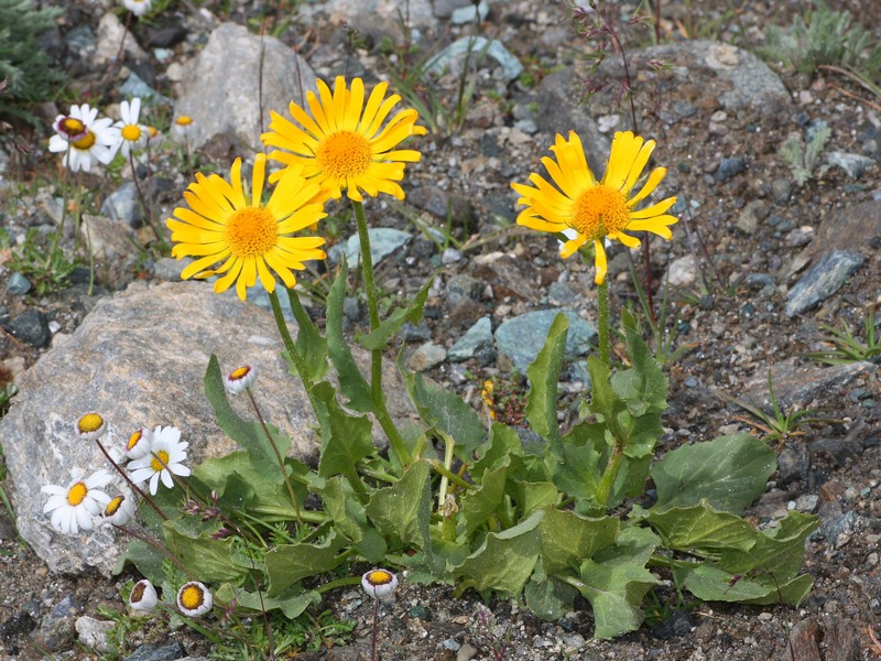 Doronicum grandiflorum / Doronico dei macereti